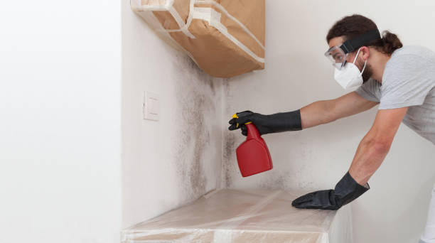 Professional Mold Cleanup technician working in Baroda, MI