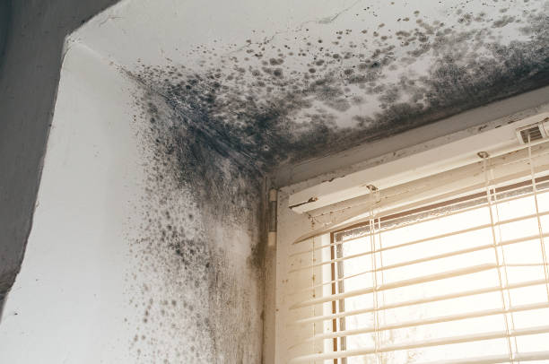 Affordable Mold Cleanup solutions in Baroda, MI