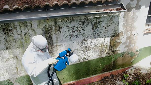 Top rated local Mold Cleanup specialists in Baroda, MI